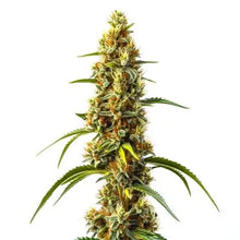 Lade das Bild in den Galerie-Viewer, Harlequin CBD