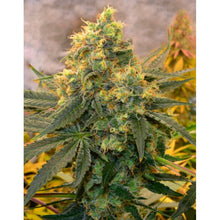 Lade das Bild in den Galerie-Viewer, Critical Kush FEM