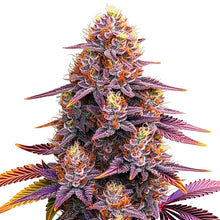 Lade das Bild in den Galerie-Viewer, Mimosa FEM