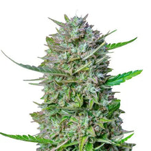 Lade das Bild in den Galerie-Viewer, Mimosa Punch AUTO