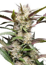 Lade das Bild in den Galerie-Viewer, Mimosa Punch AUTO