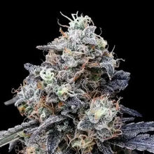 Lade das Bild in den Galerie-Viewer, MAC AUTO (Miracle Alien Cookies)