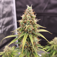 Lade das Bild in den Galerie-Viewer, Amnesia AUTO Close-up