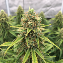 Lade das Bild in den Galerie-Viewer, Amnesia FEM - Close-up