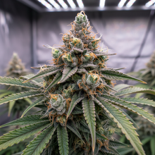 Lade das Bild in den Galerie-Viewer, Biker's Kush Close-up