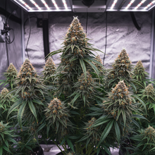 Lade das Bild in den Galerie-Viewer, Biker's Kush Gesamtansicht