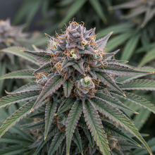 Lade das Bild in den Galerie-Viewer, Blueberry FEM - Close-up