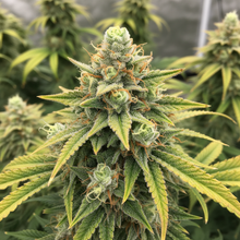 Lade das Bild in den Galerie-Viewer, Bruce Banner FEM - Close-up obere 30cm