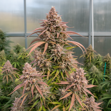 Lade das Bild in den Galerie-Viewer, Bubblegum FEM Gesamtansicht