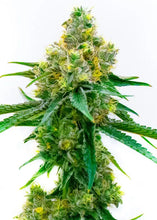 Lade das Bild in den Galerie-Viewer, Harlequin CBD