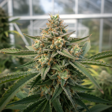 Lade das Bild in den Galerie-Viewer, Critical F1 FEM Close-up