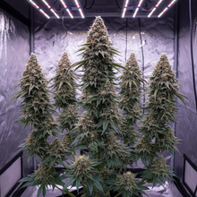 Lade das Bild in den Galerie-Viewer, Critical F1 FEM Gesamtansicht