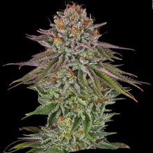 Lade das Bild in den Galerie-Viewer, Critical Kush FEM