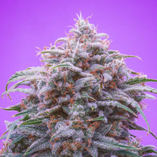 Lade das Bild in den Galerie-Viewer, Grape Smoothie AUTO