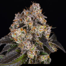 Lade das Bild in den Galerie-Viewer, GSC FEM (Girl Scout Cookies)