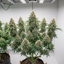 Lade das Bild in den Galerie-Viewer, GG3# Gesamtansicht - kräftige Hybrid-Pflanze mit extremer Harzproduktion im Grow-Room