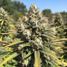 Lade das Bild in den Galerie-Viewer, GG3# Close-up - extrem harzige Hybrid-Buds mit klebrigem Glue-Erscheinungsbild im Outdoor-Garten