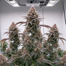 Lade das Bild in den Galerie-Viewer, Gelato FEM Gesamtansicht - ausgewogene Hybrid-Pflanze mit Gelato-Färbung im professionellen Grow-Room