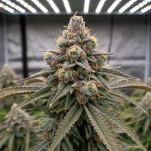 Lade das Bild in den Galerie-Viewer, Cookie F1 FEM Close-up - dichte Hybrid-Buds mit Cookie-Genetik und F1-Vigor im Grow-Zelt