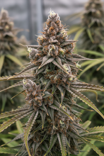 Lade das Bild in den Galerie-Viewer, Chocolope FEM Close-up - lange Sativa-Buds mit schokoladenbraunen Farbtönen und Foxtailing-Struktur