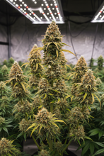 Lade das Bild in den Galerie-Viewer, Mimosa Evo F1 FEM Gesamtansicht - F1-Hybrid-Pflanze mit uniformem Wachstum und hohem Ertragspotenzial