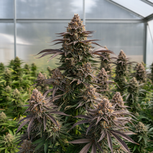 Lade das Bild in den Galerie-Viewer, Cookie F1 FEM Gesamtansicht - uniformes F1-Hybrid-Wachstum mit Cookie-Färbung im Gewächshaus