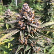 Lade das Bild in den Galerie-Viewer, Gelato FEM Close-up - dichte Hybrid-Buds mit grün-violettem Gelato-Farbmix im Outdoor-Garten