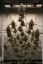 Lade das Bild in den Galerie-Viewer, Chocolope FEM Gesamtansicht - sehr hohe Sativa-Pflanze mit charakteristischer Stretch-Struktur