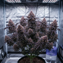 Lade das Bild in den Galerie-Viewer, Granddaddy Purple FEM Gesamtansicht - kompakte Indica-Pflanze mit königlicher violetter Färbung