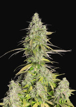 Lade das Bild in den Galerie-Viewer, GSC FEM (Girl Scout Cookies)