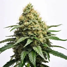 Lade das Bild in den Galerie-Viewer, Magnum AUTO