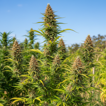 Lade das Bild in den Galerie-Viewer, Mango Haze FEM Gesamtansicht