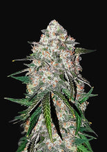 Lade das Bild in den Galerie-Viewer, Grape Smoothie AUTO