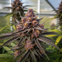 Lade das Bild in den Galerie-Viewer, Purple Kush FEM Close-up