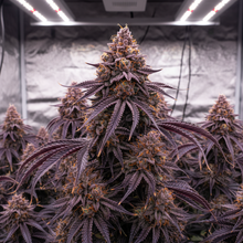 Lade das Bild in den Galerie-Viewer, Purple Kush FEM Gesamtansicht