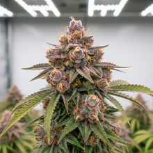 Lade das Bild in den Galerie-Viewer, Skittlez FEM Close-up