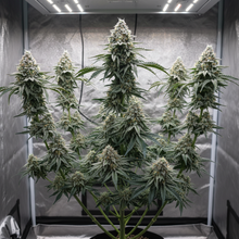 Lade das Bild in den Galerie-Viewer, White Widow FEM - Gesamtansicht