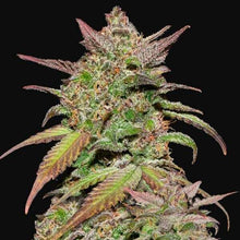 Lade das Bild in den Galerie-Viewer, Grape Smoothie AUTO
