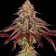 Lade das Bild in den Galerie-Viewer, Mimosa Punch AUTO
