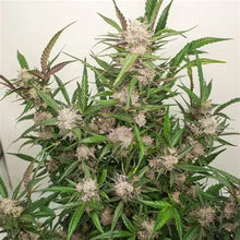 Lade das Bild in den Galerie-Viewer, Mimosa Punch AUTO
