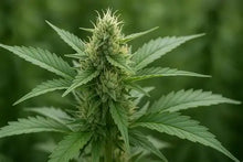 Lade das Bild in den Galerie-Viewer, GG3# (Gorilla Glue)
