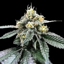 Lade das Bild in den Galerie-Viewer, Amnesia x SSH FEM
