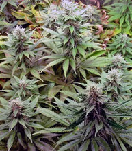 Lade das Bild in den Galerie-Viewer, Blueberry FEM
