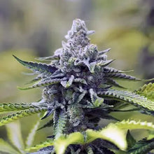 Lade das Bild in den Galerie-Viewer, Mimosa FEM
