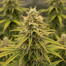 Lade das Bild in den Galerie-Viewer, Amnesia FEM - Close-up
