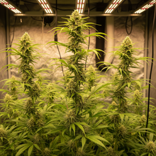 Lade das Bild in den Galerie-Viewer, Amnesia FEM - Gesamtansicht
