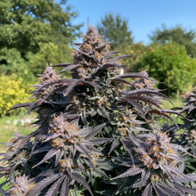 Lade das Bild in den Galerie-Viewer, Blueberry AUTO Gesamtansicht
