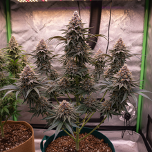 Lade das Bild in den Galerie-Viewer, Blueberry FEM - Gesamtansicht
