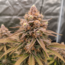 Lade das Bild in den Galerie-Viewer, Bubblegum FEM Close-up
