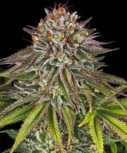 Lade das Bild in den Galerie-Viewer, Critical Kush FEM
